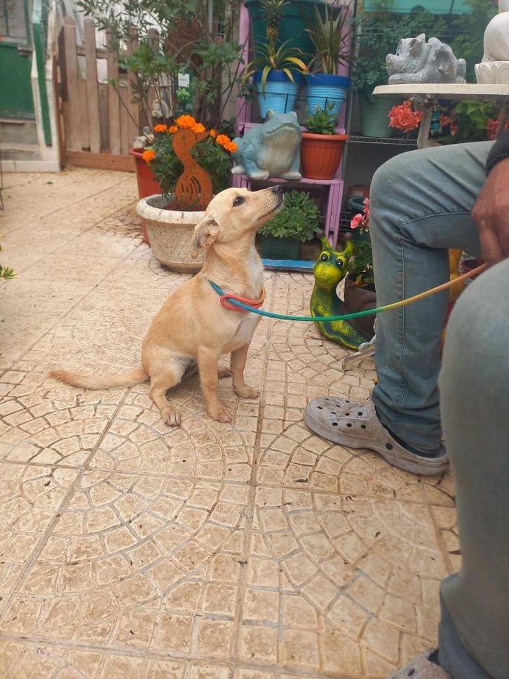 Chloe pup teefje klein, Dieren en Toebehoren, Honden | Niet-rashonden, Klein, Teef, Particulier, Meerdere, Buitenland, 15 weken tot 1 jaar