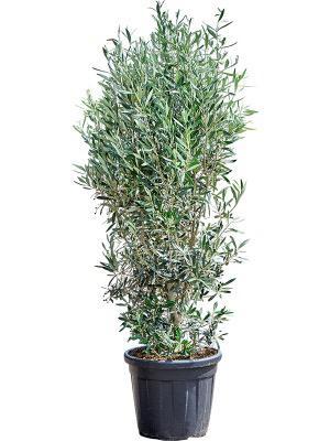 Olijfstruiken XL 160cm, Tuin en Terras, Planten | Tuinplanten, Overige soorten, Zomer, Verzenden