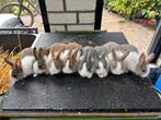 Hollander konijntjes te koop, Dieren en Toebehoren, Meerdere dieren, Klein, 0 tot 2 jaar