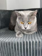 Britse korthaar poes, Dieren en Toebehoren, Poes, Gechipt, 0 tot 2 jaar
