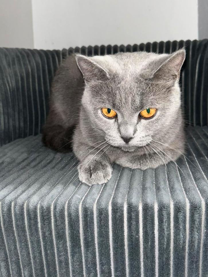 Britse korthaar poes, Dieren en Toebehoren, Katten en Kittens | Raskatten | Korthaar, Poes, 0 tot 2 jaar, Gechipt