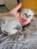 Drie kittens te verhuizen, Dieren en Toebehoren, Meerdere dieren, 0 tot 2 jaar