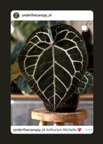 Anthurium Michelle x Papillilaminum (zaailing 3), Overige soorten, Minder dan 100 cm, Groene kamerplant, Halfschaduw