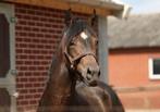 Mega knappe 3,5 jarige Welsh D sportpony, Dieren en Toebehoren, Pony's, B, Gechipt, Ruin, Dressuurpony