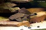 zeilvinpleco 14cm gratis af te halen voor groot aquarium, Vis, Zoetwatervis