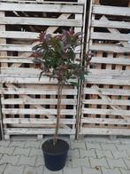 Photina red robin op stam 100cm Glansmispel, Tuin en Terras, Ophalen, Zomer