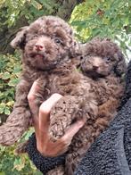 Leuke toypoedels te koop aangeboden, Dieren en Toebehoren, Honden | Chihuahua's en Gezelschapshonden, Poedel, 8 tot 15 weken, CDV (hondenziekte)