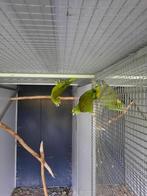 5 Geelnekamazones, Meerdere dieren, Parkiet, Geringd