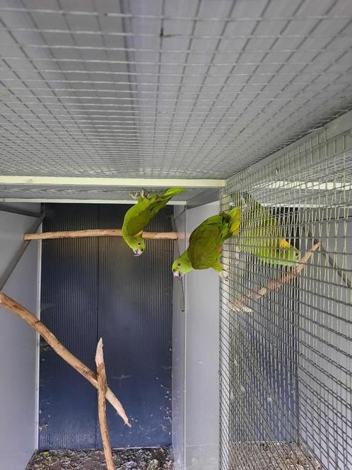 5 Geelnekamazones, Dieren en Toebehoren, Vogels | Parkieten en Papegaaien, Parkiet, Meerdere dieren, Geringd
