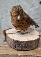 opgezette vogel, Ophalen of Verzenden, Zo goed als nieuw, Vogel, Opgezet dier