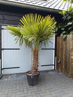 Winterharde palmboom trachycarpus fortunei, Tuin en Terras, Planten | Bomen, 100 tot 250 cm, Zomer, Palmboom, Ophalen