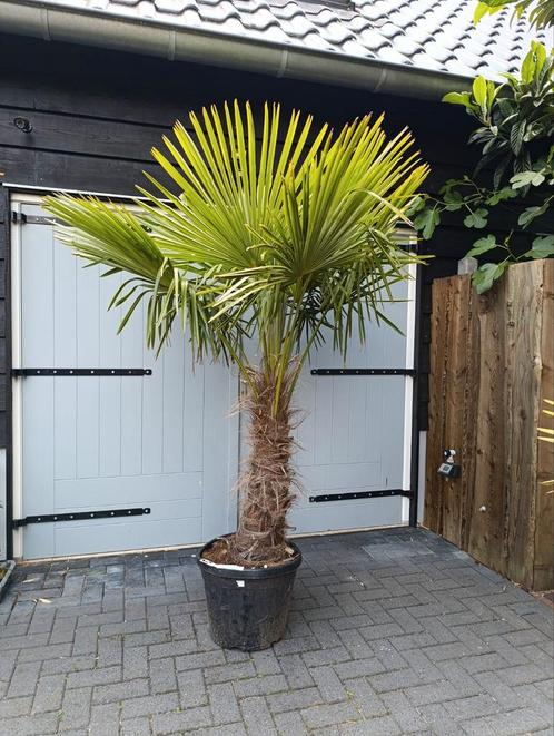 Winterharde palmboom trachycarpus fortunei, Tuin en Terras, Planten | Bomen, Palmboom, 100 tot 250 cm, Volle zon, Zomer, Ophalen