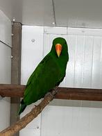 Edelpapegaaien, Dieren en Toebehoren, Meerdere dieren, Parkiet, Geringd