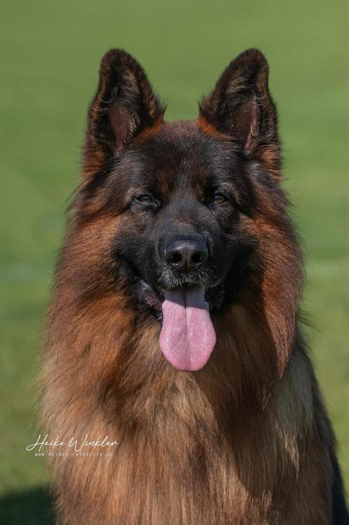 Mooie Duitse Herder langstokhaar dekreu met FCI stamboom, Dieren en Toebehoren, Honden | Dekreuen, Reu, Fokker | Hobbymatig, Eén hond