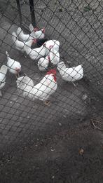 Broedeieren witte leghorn, Geslacht onbekend, Kip