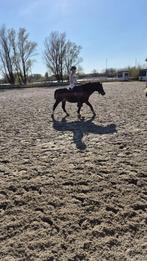 Bijrijdpaard gezocht bijrijder aangeboden, Dieren en Toebehoren, Paarden en Pony's | Verzorgingsproducten, Ophalen of Verzenden