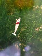 K14 garnalen met smiley patroon, Dieren en Toebehoren, Vissen | Aquaria en Toebehoren, Ophalen of Verzenden, Nieuw