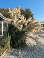 Pampas Pluimen, Huis en Inrichting, Ophalen of Verzenden, Nieuw