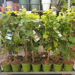 Biologische druiven (wit/rood 100 cm), Tuin en Terras, Planten | Tuinplanten, Ophalen, Volle zon, Groenteplanten, Eenjarig