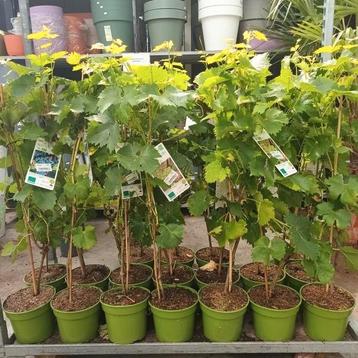 Biologische druiven (wit/rood 100 cm) beschikbaar voor biedingen