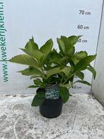 Boerenhortensia diverse soorten, Vaste plant, Halfschaduw, Zomer, Ophalen