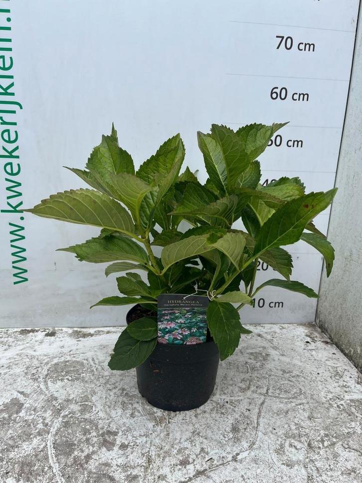 Boerenhortensia diverse soorten, Tuin en Terras, Planten | Tuinplanten, Vaste plant, Overige soorten, Halfschaduw, Zomer, Ophalen