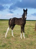Bont KWPN dressuur veulen, Gechipt, M, Dressuurpaard, 0 tot 2 jaar
