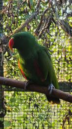 Edelpapegaai Man, Dieren en Toebehoren, Vogels | Parkieten en Papegaaien, Mannelijk, Papegaai, Geringd