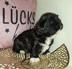 5 Shih Tzu puppys showlijn 9/11 geboren, Dieren en Toebehoren, Particulier, Rabiës (hondsdolheid), Overige rassen, 8 tot 15 weken