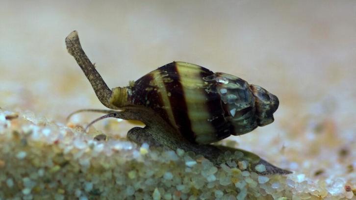 Helena slak (slak-etende slak) beschikbaar, Dieren en Toebehoren, Vissen | Aquariumvissen, Zoetwatervis, Slak of Weekdier