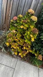 2 Donker Roze Hortensia's - Groot & Middel, Tuin en Terras, Planten | Tuinplanten, Vaste plant, Halfschaduw, Zomer, Ophalen