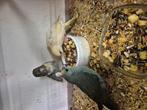 kakariki's  grijs en creme, Meerdere dieren, Parkiet, Geringd