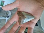Megalodon tand, Overige soorten, 11 jaar of ouder