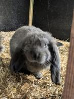 Franse hangoor, Dieren en Toebehoren, Konijnen, Mannelijk, Groot, Hangoor, 0 tot 2 jaar
