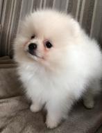 pomeriaan pup mini cream reutje, Dieren en Toebehoren, Honden | Poolhonden, Keeshonden en Oertypen, België, Particulier, Reu, 8 tot 15 weken