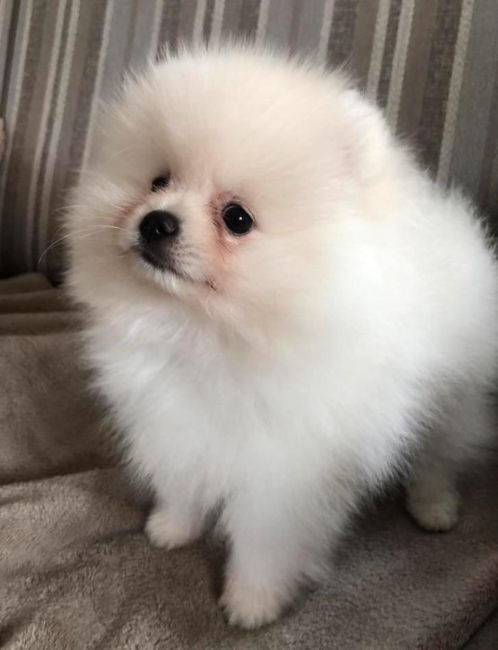 pomeriaan pup mini cream reutje, Dieren en Toebehoren, Honden | Poolhonden, Keeshonden en Oertypen, Reu, Keeshond, Particulier