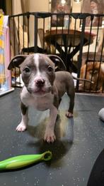 Pocket bully pup zoek een gouden mandje 🥰, Dieren en Toebehoren, Reu, CDV (hondenziekte), 8 tot 15 weken, Bulldog