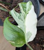 Monstera deliciosa (of borsigiana) variegata albo, Huis en Inrichting, Kamerplanten, Ophalen, Halfschaduw, Minder dan 100 cm
