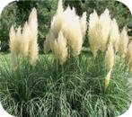 Cortaderia Seloana, Pampasgras, siergras met kwantum korting