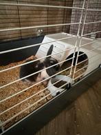 2 hangdwergoor konijntjes + gratis kooi, hooi, stro, brokken, Dieren en Toebehoren, Konijnen, Meerdere dieren, Dwerg, Hangoor