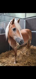 Bijrijder gezocht, Ophalen of Verzenden