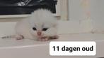 2  Britse korthaar kittens zilver shaded vrouwtjes, Dieren en Toebehoren, Poes, Ontwormd, 0 tot 2 jaar