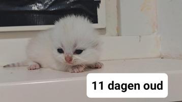  2  Britse korthaar kittens zilver shaded vrouwtjes beschikbaar voor biedingen