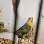 3 jonge grasparkieten blackwing, Dieren en Toebehoren, Vogels | Parkieten en Papegaaien, Meerdere dieren, Parkiet, Tam