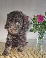 2 Maltipoo (F1B) pups van onze Ivy en Skye te koop, Dieren en Toebehoren, Honden | Chihuahua's en Gezelschapshonden, Rabiës (hondsdolheid)