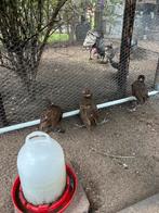 Bosfazanten, Meerdere dieren, Eend
