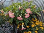 Brugmansia stekken roze, Ophalen, Zomer, Overige soorten, Volle zon