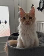 Main coon kitten, Poes, Gechipt, 0 tot 2 jaar