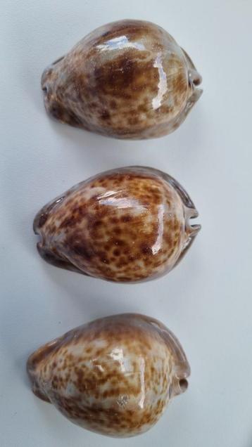 schelpen: Cypraea Stercoraria 70 - 72 mm beschikbaar voor biedingen