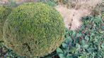 Buxus bol, buxusbol ruim 110cm  !, Ophalen of Verzenden, Buxus, Struik, 100 tot 250 cm